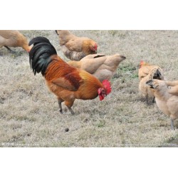 地方特色名优-肉类-鸡 优质生态健康
