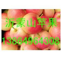 山东辽伏/藤木苹果供应早熟苹果价格