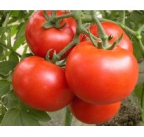 番茄粉 番茄提取物  纯天然