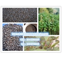 苏籽粉、紫苏面膜粉、紫苏子纯粉--补肝、养肝、护理肝脏