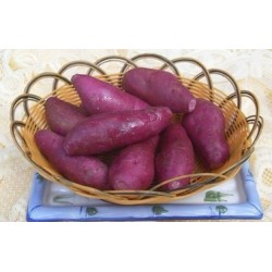 求购紫薯
