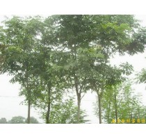 江苏南京供应栾树等多种绿化苗木