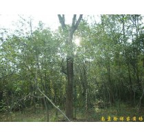 江苏南京供应朴树等多种绿化苗木
