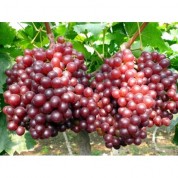 内蒙古旱地仿野生栽培葡萄 每箱十斤 五种随机分配