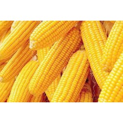 求购玉米、高粱、糯米