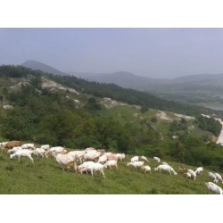 出售山羊 （波尔 混血）天然山林养殖 实地出售