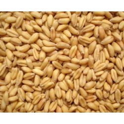 四川益乘丰达采购玉米 饲料小麦高粱棉粕淀粉碎米大米