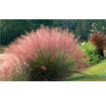上海梭鱼草种植公司 梭鱼草栽培价格 美尚上海花境供