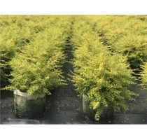无锡观赏草种植技术 无锡观赏草种植价格 美尚上海花境供