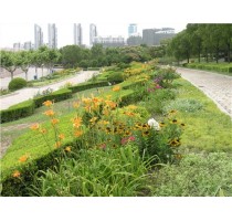 上海市政造景设计 上海市政造景花境施工 美尚上海花境供