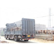 小公牛繁育基地 小公牛繁育基地电话 坤林供