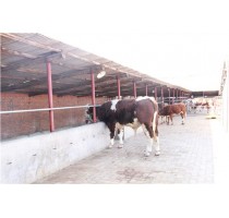 吉林养牛基地 吉林养牛基地联系方式 坤林供