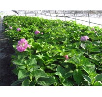 常熟八仙花出售 常熟八仙花盆栽供应 上海美尚基地供
