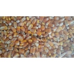 宏峰原料求购高粱大米玉米小麦豆薯类原料