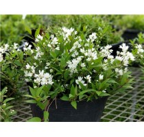 滨海雪球冰生溲疏批发 滨海雪球冰生溲疏种植价格  美尚上海花