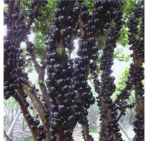 漳州树葡萄批发|树葡萄多少钱一斤|福建树葡萄价格|志东供