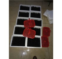 漳州树葡萄批发|树葡萄价格|树葡萄供应|志东供