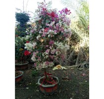 彩色三角梅,漳州三角梅价格,三角梅花期,剑冰供