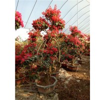 漳州四季梅,漳州三角梅价格,三角梅花期,剑冰供