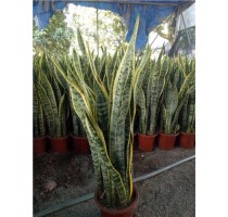 虎皮兰批发价格 虎皮兰种植基地 漳州虎皮兰批发价格 剑冰供