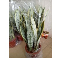 漳州虎皮兰花卉|漳州虎皮兰哪家好|漳州虎皮兰批发|剑冰供