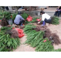 台湾真柏裸根苗 台湾真柏苗价格 台湾真柏苗批发 志东供
