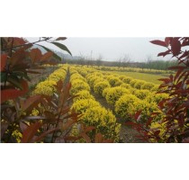 4公分泡桐苗行情|4公分泡桐苗供应商|华夏供