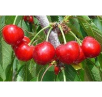 荥阳优河湾樱桃采摘地址 荥阳优河湾樱桃采摘门票 正鑫供