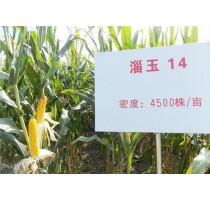 新乡玉米品种商家地址|重庆玉米品种经销商|新乡玉米品种商家|博信供