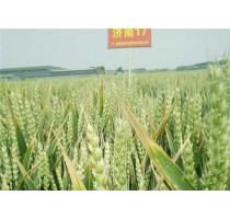 贵阳高产小麦种零售报价|甘肃高产小麦种厂家|贵阳高产小麦种零售|博信供