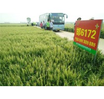 新乡小麦品种生产供应|天津小麦品种经销商|新乡小麦品种供应|博信供