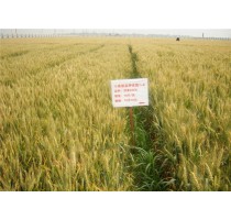贵阳小麦品种采购热线|云南小麦品种厂家|贵阳小麦品种采购|博信供