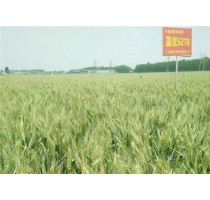 新乡小麦良种批发价格|广州小麦良种经销商|新乡小麦良种批发|博信供