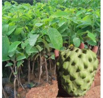 漳州绿化苗木供应商 漳州芒果树供应商 漳州芒果树批发 恒荣供