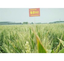 鲁源502小麦种子|鲁源502|鲁源502小麦品种|博信供