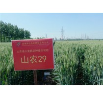山农29小麦种子|山农29小麦|山农29小麦品种|博信供