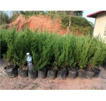 真柏盆景 台湾真柏供货商 台湾真柏供应 志东供