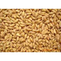 现金收购高粱大米小麦碎米豆类玉米糯米淀粉等原料