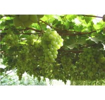 阳光玫瑰葡萄采摘园|郑州阳光玫瑰葡萄价格|正鑫供