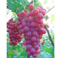 荥阳市广武镇葡萄园村|巨玫瑰葡萄多少钱|正鑫供