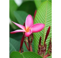 福建鸡蛋花 福建红花鸡蛋花销售 福建红花鸡蛋花基地 王少军供