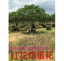 鸡蛋花树苗价格 红花鸡蛋花价格 漳州红花鸡蛋花 王少军供