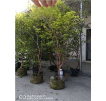 台湾树葡萄 台湾福冈树葡萄供货商 台湾福冈树葡萄基地 志东供