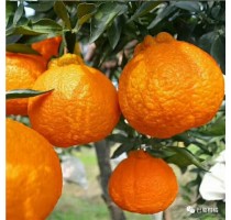 丑橘代发 四川丑橘批发 柑橘新品种 金色果地供