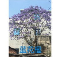 福建蓝花楹绿化苗价格 福建蓝花楹基地 福建蓝花楹供应 王少军供