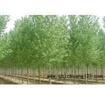 1.5公分老白蜡树苗厂家|1.5公分老白蜡树苗供应|华夏供