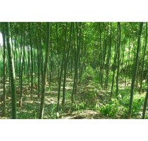 速生国槐7公分树苗|速生国槐多少钱一颗|速生国槐5公分批发|华夏供