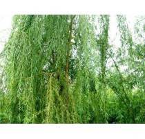华夏柳树小苗|柳树小苗求购|华夏柳树小苗怎么样|华夏供
