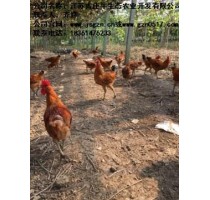 楚州土鸡批发厂家|古庄牛供|楚州土鸡厂家