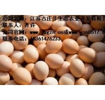 楚州草鸡蛋批发 楚州草鸡蛋批发价 古庄牛供